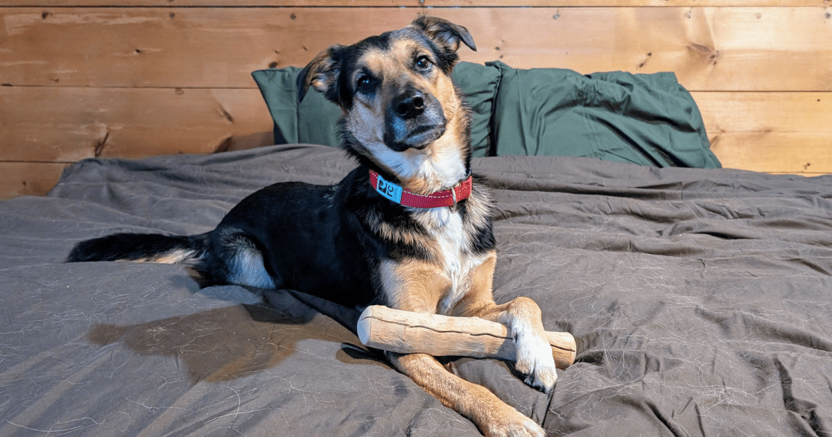 dog posing with a canophera custom wood dog chew | 2024 Holiday Gift Guide for Adventure-Loving Dogs and Cats