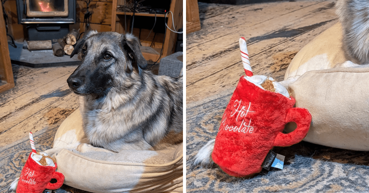 dog posing with a hot chocolate cup toy from play dog toys | 2024 Holiday Gift Guide for Adventure-Loving Dogs and Cats