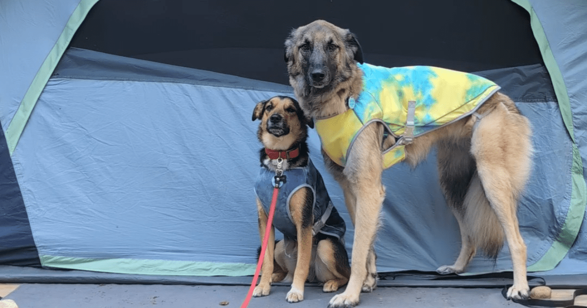 two dogs standing in front of a tent wearing sparkpaws cooling vests | 2024 Holiday Gift Guide for Adventure-Loving Dogs and Cats