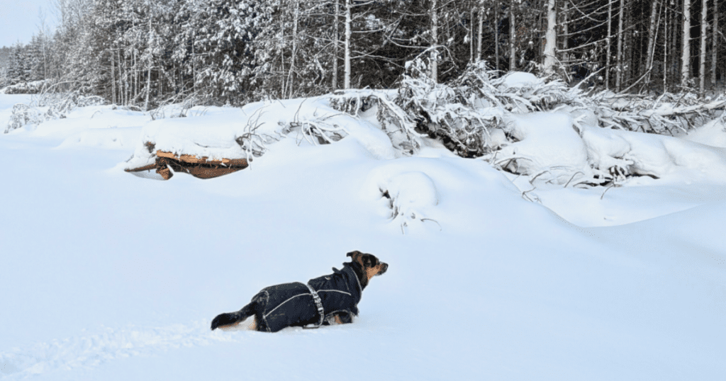 a dog wearing a coat standing in the snow by the woods | 5 Times You Should NOT Go Winter Hiking with Your Dog (or Cat)