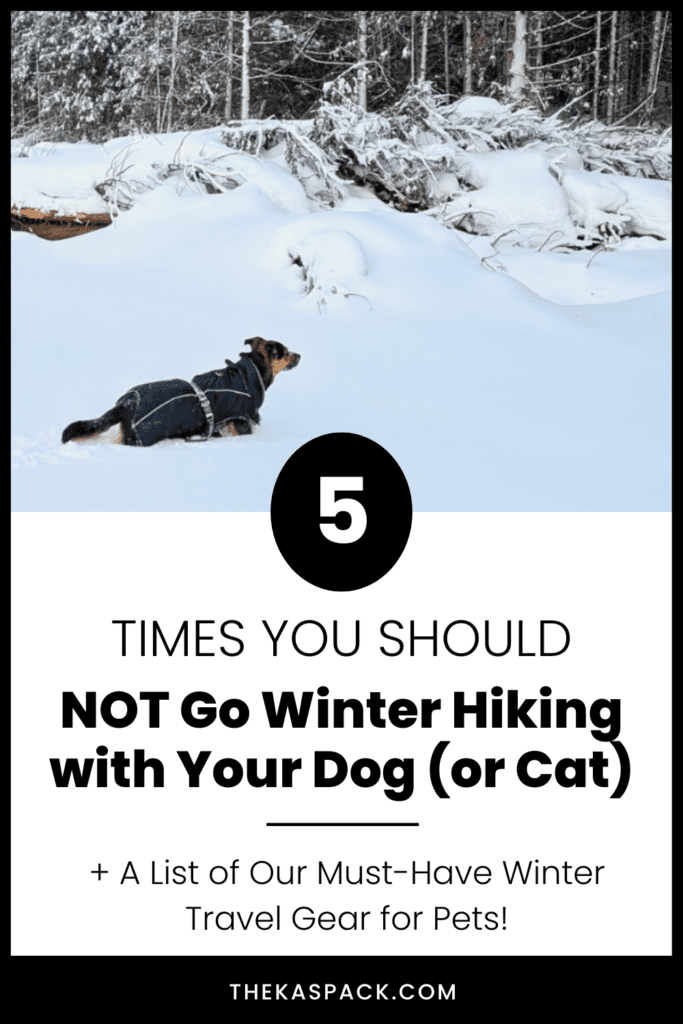 pinterest pin showing a dog standing in the snow wearing a coat | 5 Times You Should NOT Go Winter Hiking with Your Dog (or Cat)