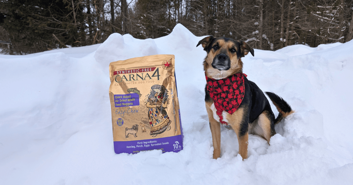 dog wearing a Canadian bandana sitting next to a bag of dog food in the snow | Shop Canadian: A Guide to Canadian Brands for Pet-Friendly Outdoor Travel Lovers