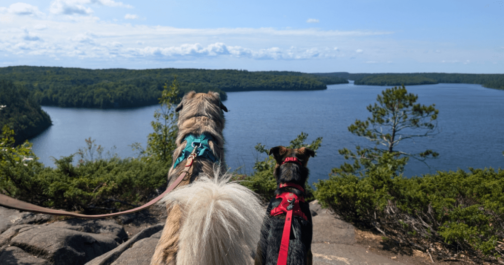 two dogs looking out at restoule lake | Restoule Provincial Park: Video Review