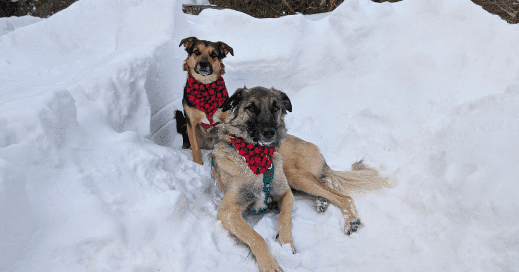 two dogs side by side posing outside in the snow wearing canada bandanas | Shop Canadian: A Guide to Canadian Brands for Pet-Friendly Outdoor Travel Lovers