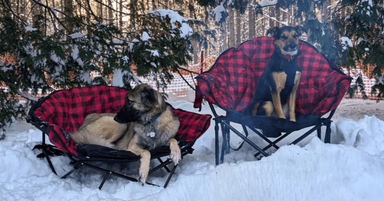 two dogs sitting in red and black camp chairs in the snow | Unwind Anywhere: Our Honest Review of KUMA's Lazy Bear Heated Chair & Cozy Dog Bed