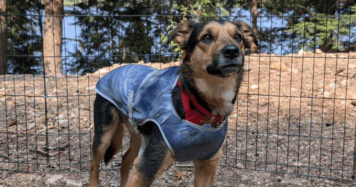 german shepherd dog wearing a dog cooling vest | Dealing with Unexpected Weather While Camping with Pets