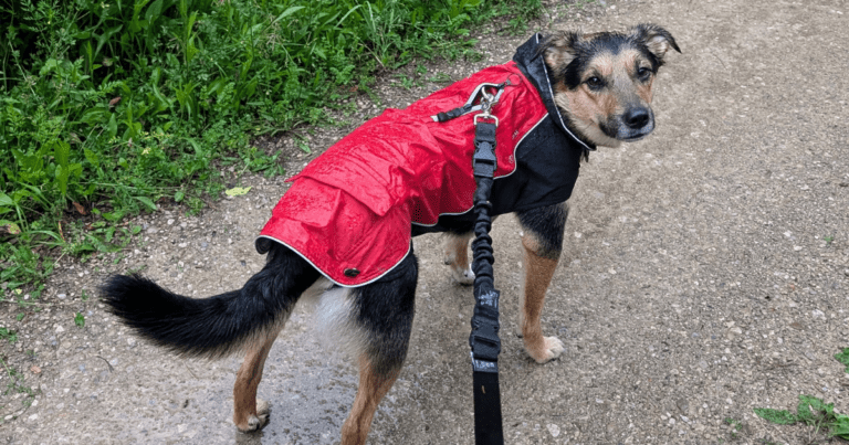 german shepherd mix wearing a red rain coat in the rain | Dealing with Unexpected Weather While Camping with Pets
