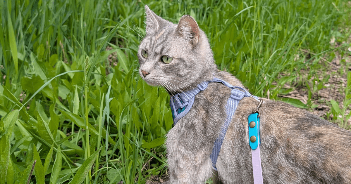 cat standing outside in the grass | How to Plan Your First Camping Trip with Pets