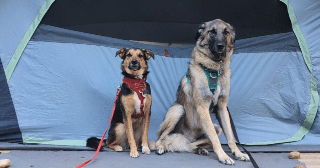 two dogs sitting outside a tent | How to Plan Your First Camping Trip with Pets