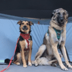 two dogs sitting outside a tent | How to Plan Your First Camping Trip with Pets
