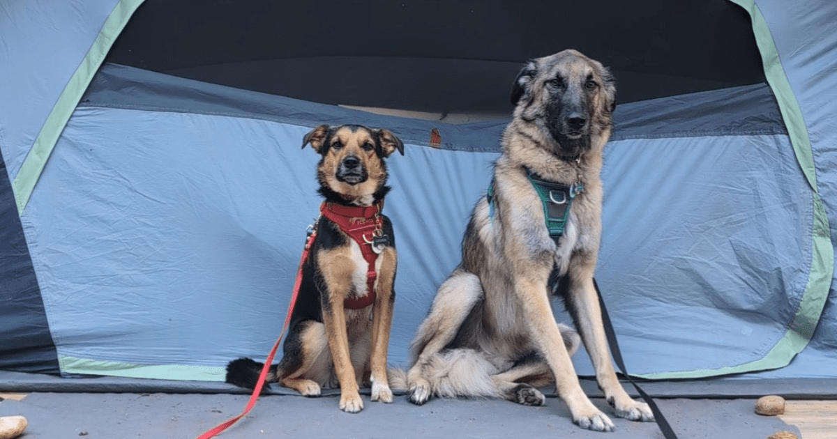two dogs sitting outside a tent | How to Plan Your First Camping Trip with Pets