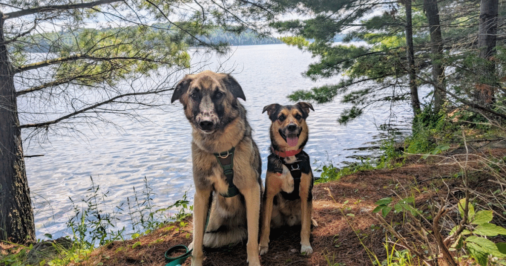 two dogs sitting on a hiking trail in front of a lake | Rocky Mountain Spotted Fever in Ontario- What Pet Parents Need to Know