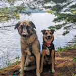 two dogs sitting on a hiking trail in front of a lake | Rocky Mountain Spotted Fever in Ontario- What Pet Parents Need to Know