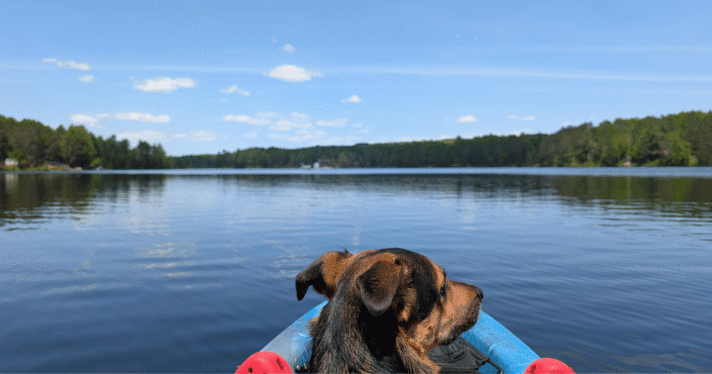 dog sitting in a kayak on the lake | Lake St. Peter Provincial Park: Video Review