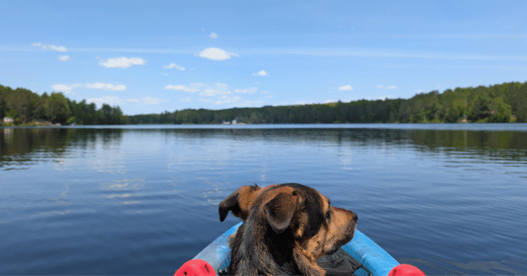 dog sitting in a kayak on the lake | Lake St. Peter Provincial Park: Video Review
