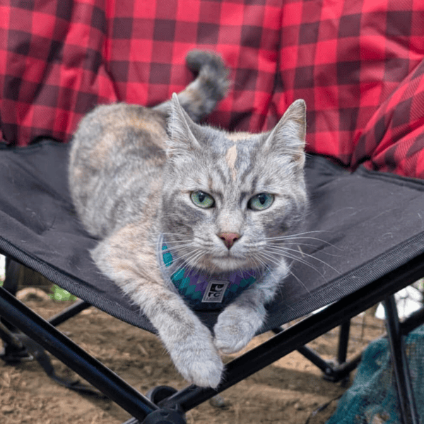 theia the diluted tortie laying on a camp chair | The Kas Pack