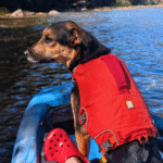 dog wearing an orange dog life jacket while riding on a kayak | Ruffwear Confluence Dog Life Jacket