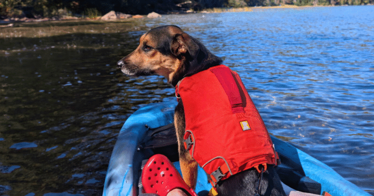 dog wearing an orange dog life jacket while riding on a kayak | Ruffwear Confluence Dog Life Jacket
