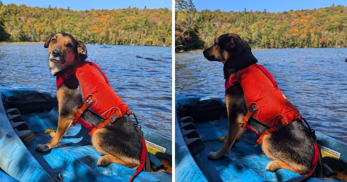 two photos showing a small german shepherd dog sitting on a kayak on the water wearing a life jacket | Ruffwear Confluence Dog Life Jacket