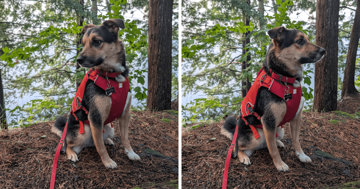 two photos showing a small german shepherd dog sitting outside wearing an orange life jacket | Ruffwear Confluence Dog Life Jacket