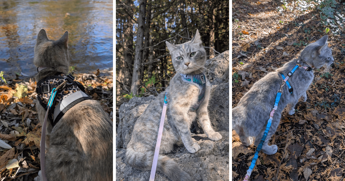 collage of a cat wearing three different harnesses | The Best Harness for Hiking Cats
