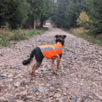 dog wearing a blaze orange safety vest looking down a trail | Trail-Tested Hunting Season Safety Tips For Adventure-Loving Pets