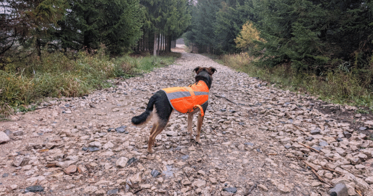 dog wearing a blaze orange safety vest looking down a trail | Trail-Tested Hunting Season Safety Tips For Adventure-Loving Pets