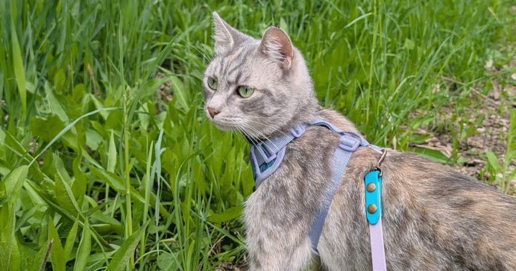 grey cat wearing a purple harness standing in the grass | The Best Harness for Hiking Cats