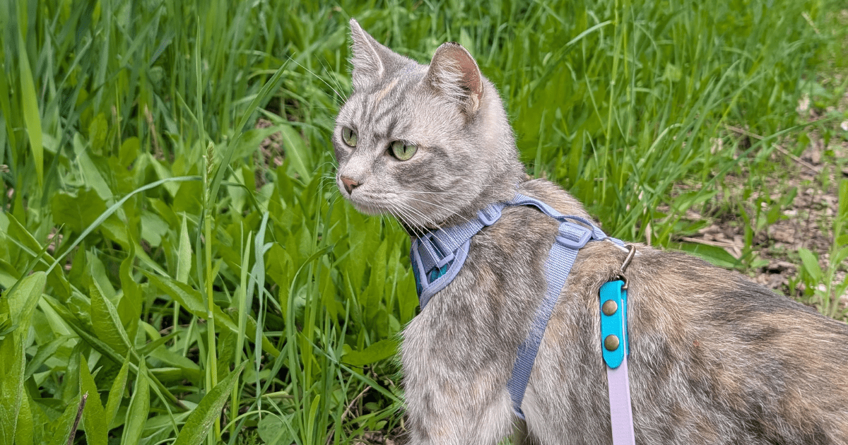 grey cat wearing a purple harness standing in the grass | The Best Harness for Hiking Cats