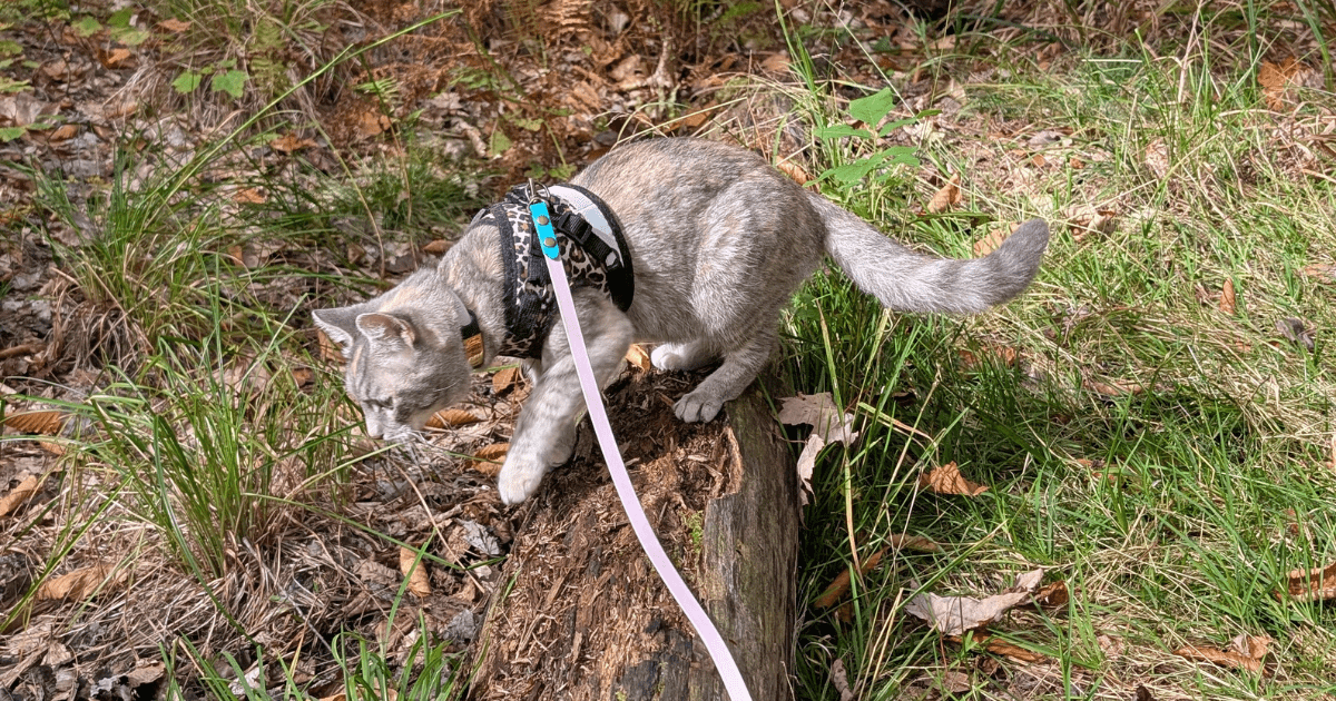 grey cat wearing an animal print harness standing on a log | The Best Harness for Hiking Cats