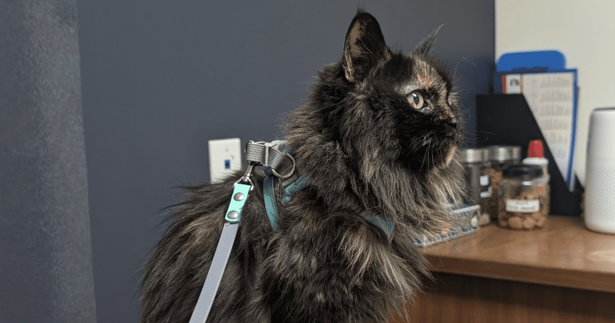 long haired cat wearing a harness at the vet office | The Best Harness for Hiking Cats