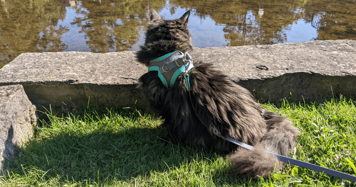 long haired cat wearing a teal and grey harness sitting next to the water | The Best Harness for Hiking Cats