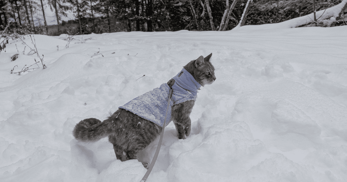 a grey cat wearing a purple sweater walking through the snow on leash | A More Comfortable Way to Enjoy Your Next Pet-Friendly Winter Adventure