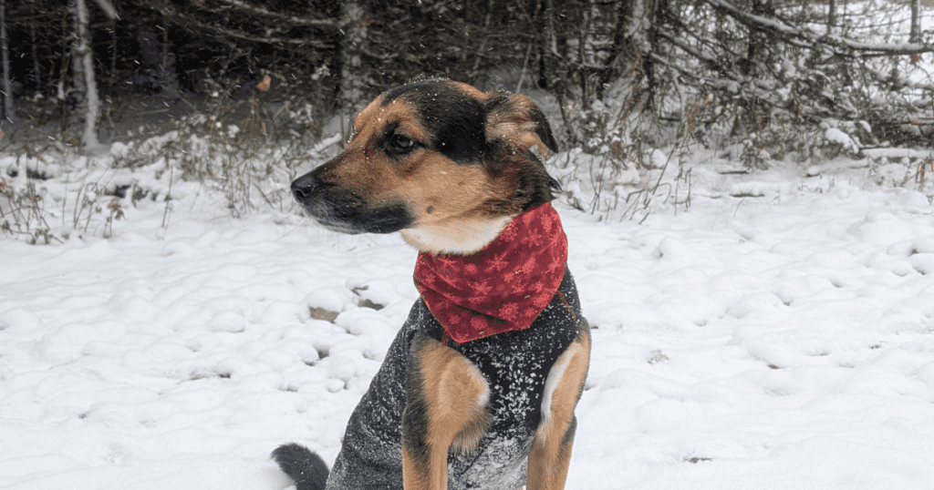dog sitting in the snow wearing a seasonal bandana | A More Comfortable Way to Enjoy Your Next Pet-Friendly Winter Adventure