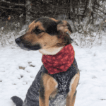 dog sitting in the snow wearing a seasonal bandana | A More Comfortable Way to Enjoy Your Next Pet-Friendly Winter Adventure