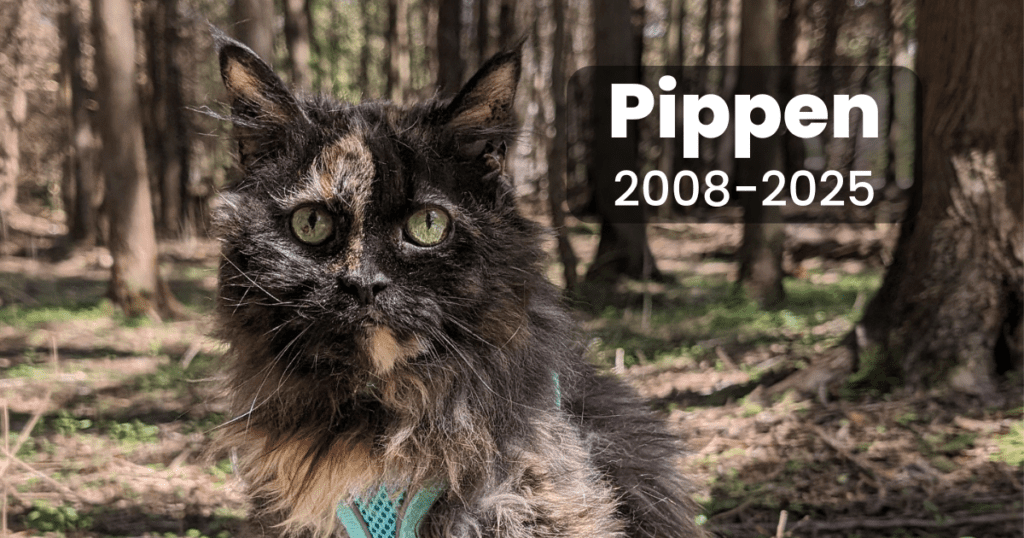 memorial photo of a long haired cat named Pippen