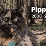memorial photo of a long haired cat named Pippen