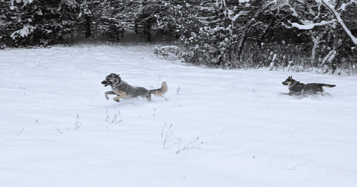 two dogs wearing winter gear running through the snow | A More Comfortable Way to Enjoy Your Next Pet-Friendly Winter Adventure