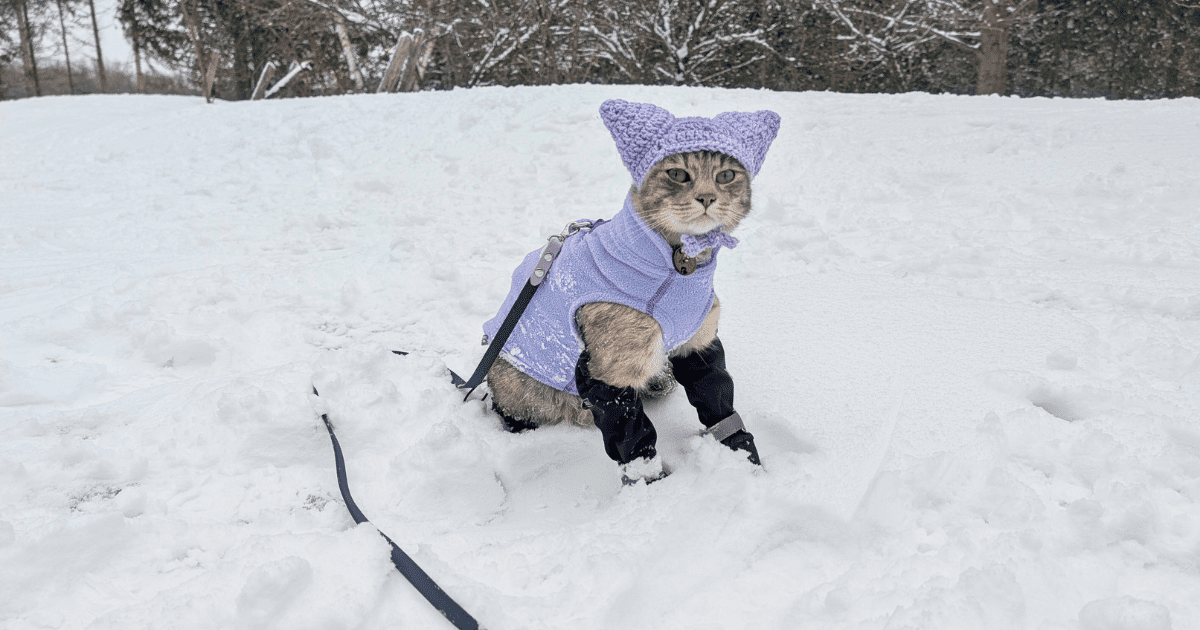 a cat sitting outside in the snow wearing a hat, sweater, and boots | Our Tried-and-Tested Guide to Paw Protection for Adventure Pets
