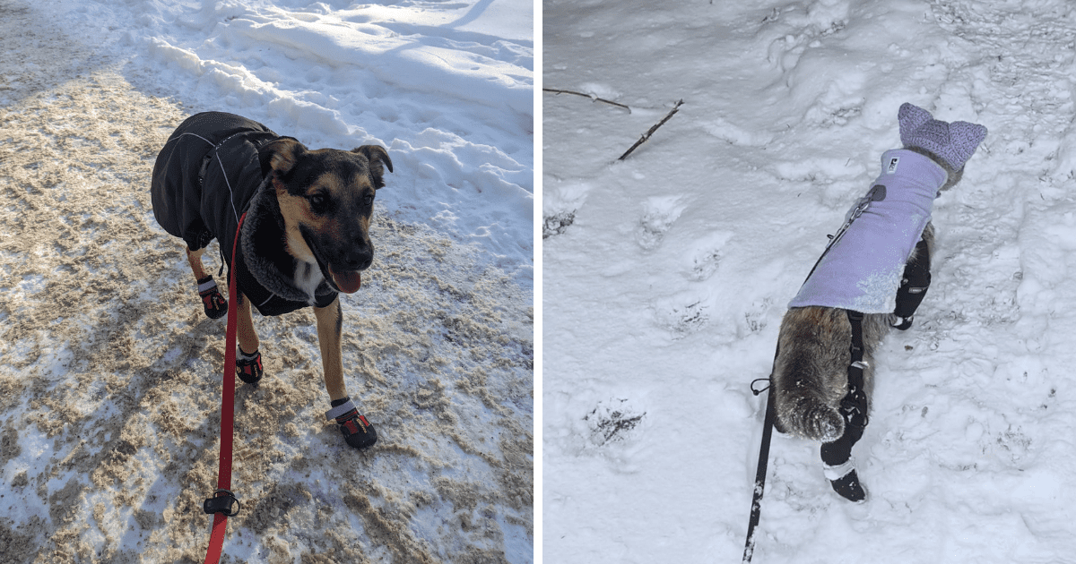 a collage showing a dog and a cat wearing winter adventure gear walking in the snow | Our Tried-and-Tested Guide to Paw Protection for Adventure Pets
