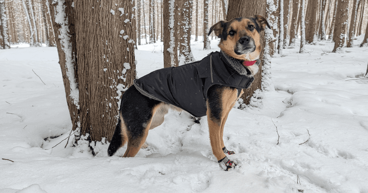 a dog outside in the snow wearing a coat and dog boots | Our Tried-and-Tested Guide to Paw Protection for Adventure Pets