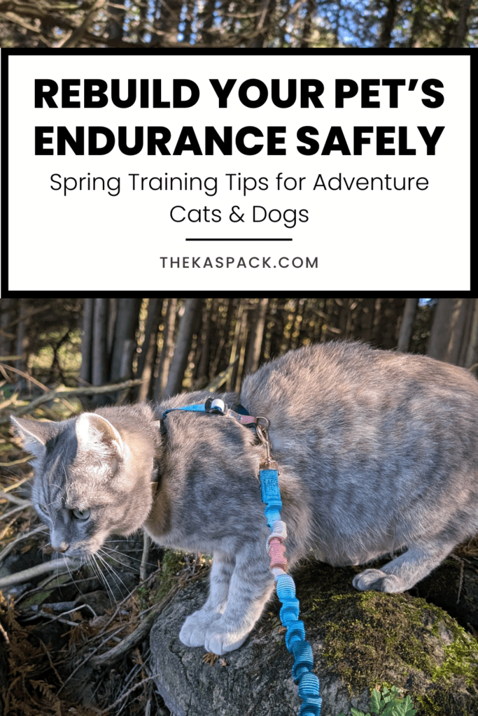 a Pinterest graphic showing a dilute tortie cat wearing a pastel harness and leash on a rock outside | Safely Rebuilding Endurance for Your Adventure Cat or Dog