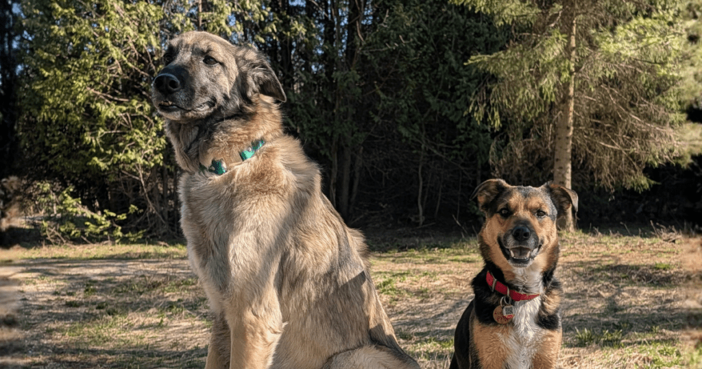 a small german shepherd dog and an anatolian shepherd dog sitting outside in a forest | Safely Rebuilding Endurance for Your Adventure Cat or Dog