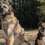a small german shepherd dog and an anatolian shepherd dog sitting outside in a forest | Safely Rebuilding Endurance for Your Adventure Cat or Dog