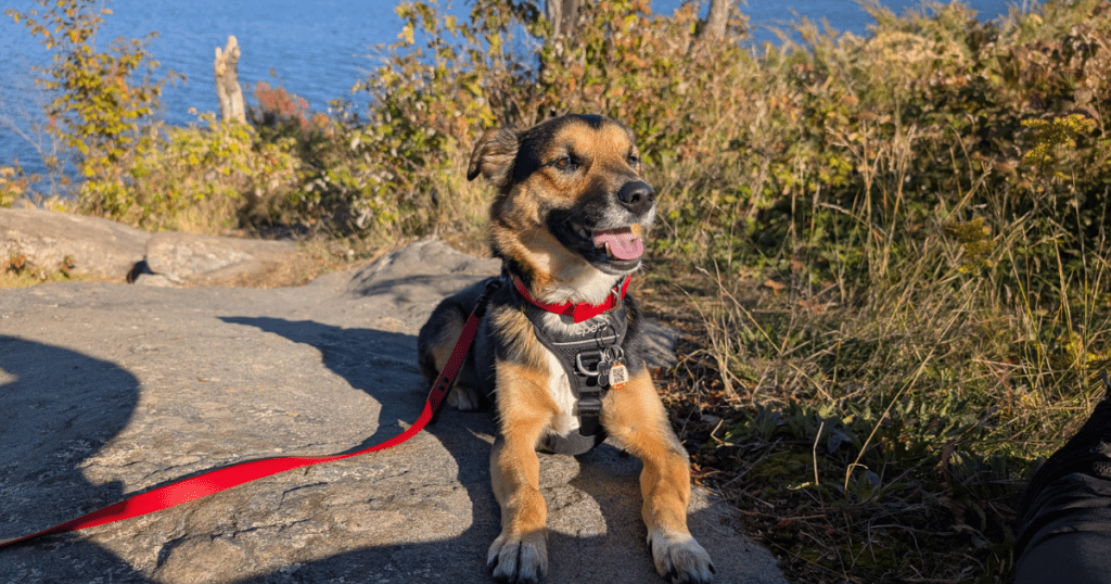 smiling german shepherd mix dog on a rocky hiking trail | Killbear Provincial Park: Video Review