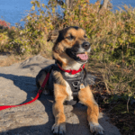 smiling german shepherd mix dog on a rocky hiking trail | Killbear Provincial Park: Video Review