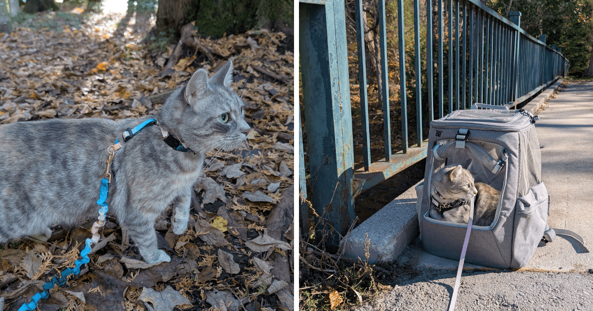 a collage of a dilute tortoiseshell cat in a harness and sitting in a backpack outside | How to Protect Your Dog and Cat from Ticks This Camping Season