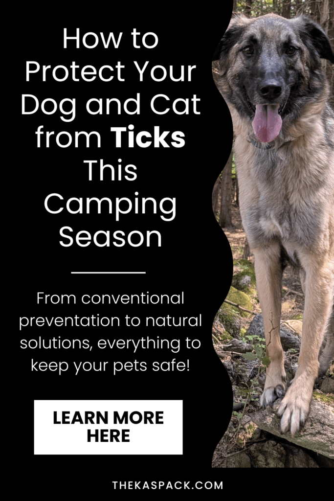 pinterest graphic of an anatolian shepherd dog standing on the rocks for a guide about tick safety for dogs and cats | How to Protect Your Dog and Cat from Ticks This Camping Season