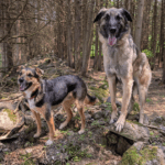 two dogs standing outside in the trees on an old rock wall | How to Protect Your Dog and Cat from Ticks This Camping Season