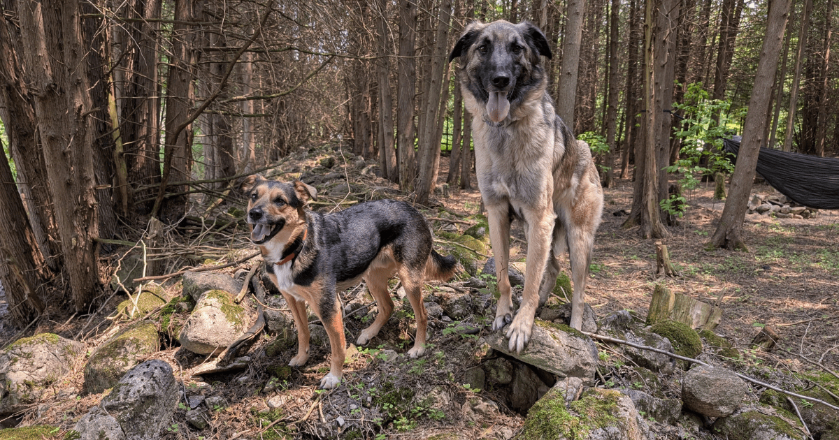 two dogs standing outside in the trees on an old rock wall | How to Protect Your Dog and Cat from Ticks This Camping Season